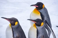 ペンギンは元々寒い所に生息していなかった⁉ 驚くべきその進化とは／人類なら知っておくべき地球の雑学（61）