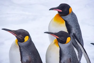 ペンギンの驚くべき進化とは