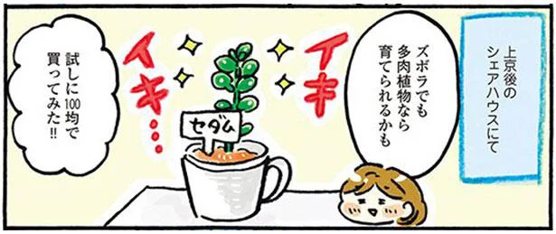 今度こそ枯らさない…！自分に合った観葉植物で、ついに緑のある部屋に／おひとりさまのゆたかな年収200万生活（10）