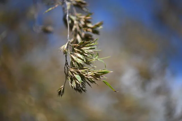 「竹の花」の謎!?