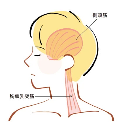 目まわりの筋肉につながる側頭筋、ツボやリンパ節が集まる耳まわり、眼精疲労、頭痛をもたらす胸鎖乳突筋の凝りをほぐしてスッキリ!!