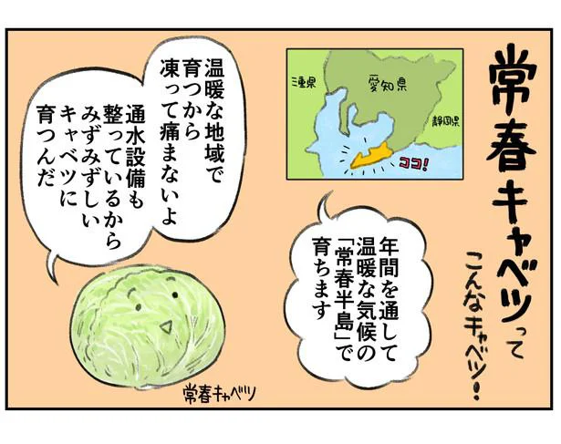 常春キャベツってこんなキャベツ!