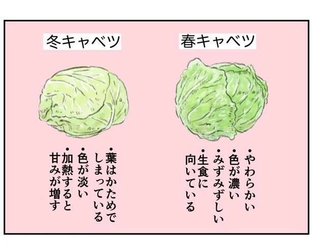 春キャベツと冬キャベツ