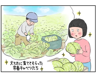大切に育ててもらった常春キャベツたち