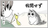 お気に召さない時は我関せず！正しいネコじゃらしのふり方は？／夜は猫といっしょ（5）