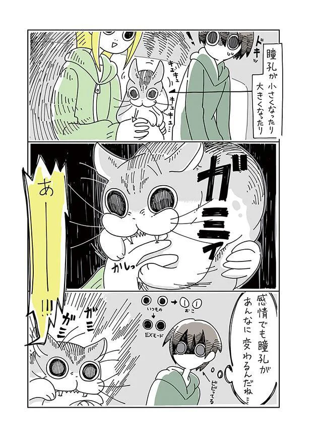 昼夜で別人のように変化。瞳孔でわかるネコのキモチ／夜は猫といっしょ