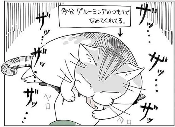 「ザッ、ザッ、ザッ…」痛いけど許してしまう！かわいいグルーミング／夜は猫といっしょ（8）