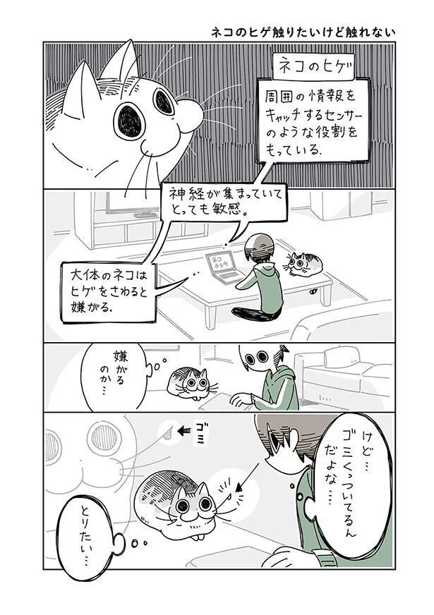 とっても敏感なネコのヒゲ。怒られずに触ることはできる？／夜は猫と