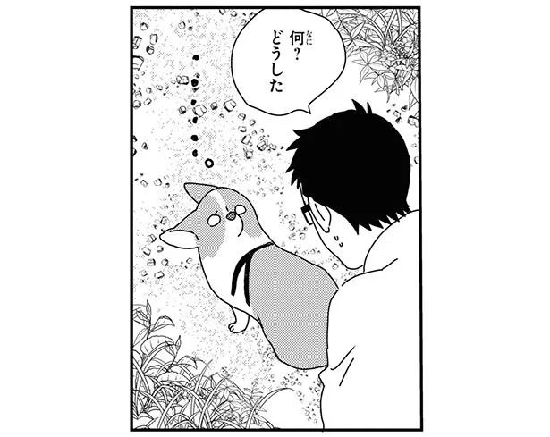 歩けないのか お散歩中のコーギーがかかった トラップ あしょんでよッ うちの犬ログ 10 7 レタスクラブ