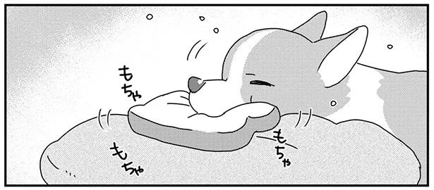 コーギーが手放さないおもちゃを洗いたい 花よりだんご作戦でうまくいく あしょんでよッ うちの犬ログ 10 8 レタスクラブ