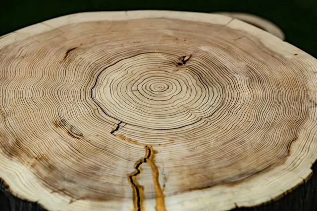 「切り株の年輪を見れば方角がわかる」はウソだった⁉ ／人類なら知っておくべき地球の雑学（122）
