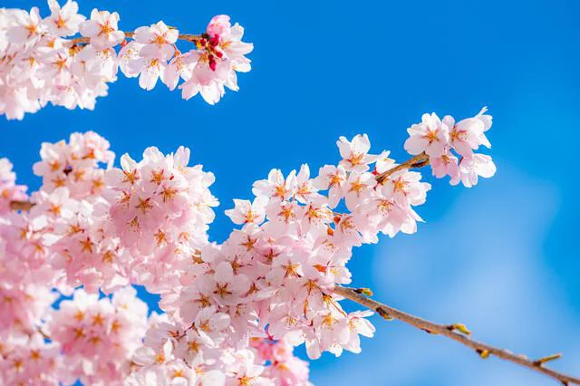 桜の開花は「ソメイヨシノ」が基準の理由とは／人類なら知っておくべき地球の雑学（128）