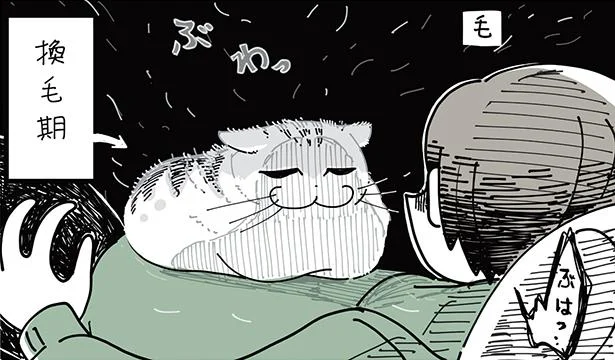 換毛期