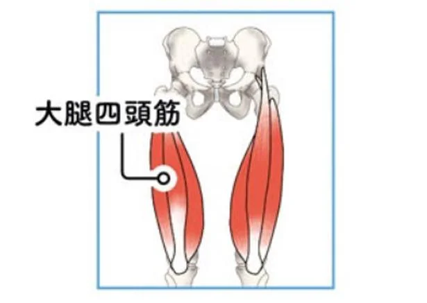 大腿四頭筋