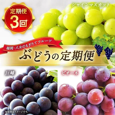 【福岡県八女市】ぶどう 葡萄 定期便 合計3回30000円