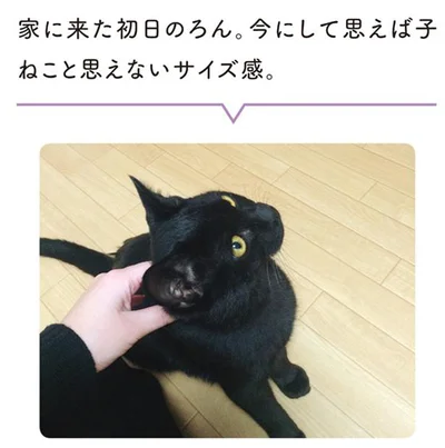 子ねこと思えないサイズ感