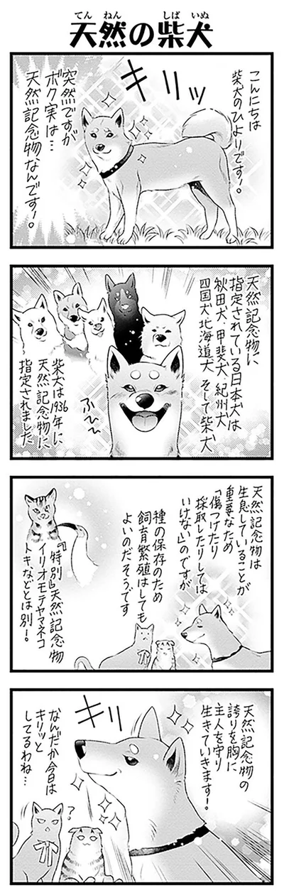 天然の柴犬