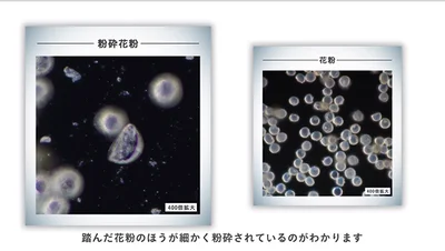 【画像を見る】踏まれた花粉は細かく砕けてしまう