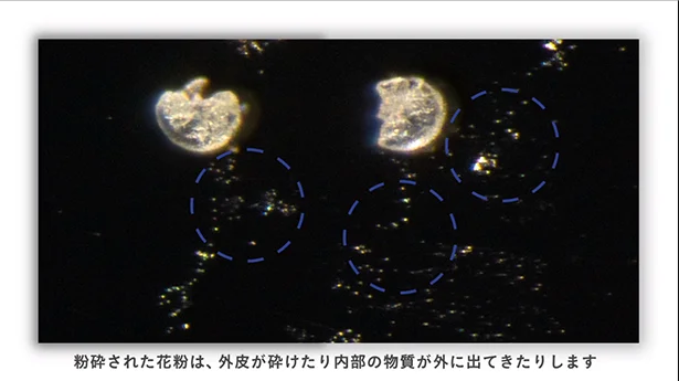 花粉の中から出た物質までが室内に広がる！