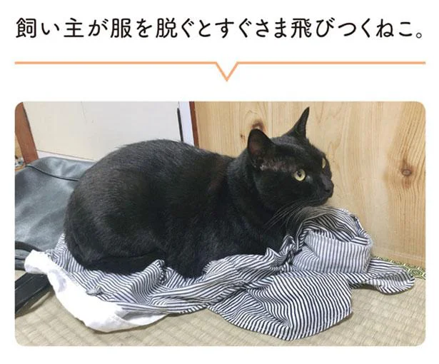 すぐさま飛びつくねこ