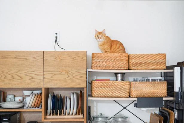 キッチンシェルフ上のカゴは、ネコのお昼寝スポットとしてわざと空っぽにしている