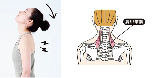 首の骨の左右に走る筋肉で、肩甲骨を引き上げるのが役目。かたくなると頭を後ろに倒しにくくなります。