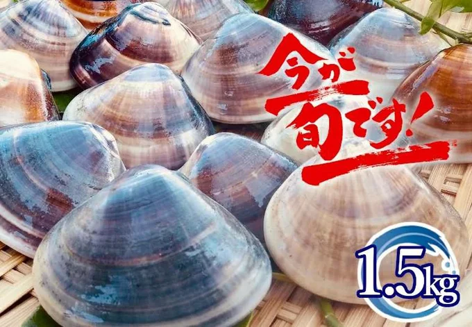 【千葉県いすみ市】【訳あり】 プロも認める千葉県ブランド認定『活はまぐり』1.5kg 10000円