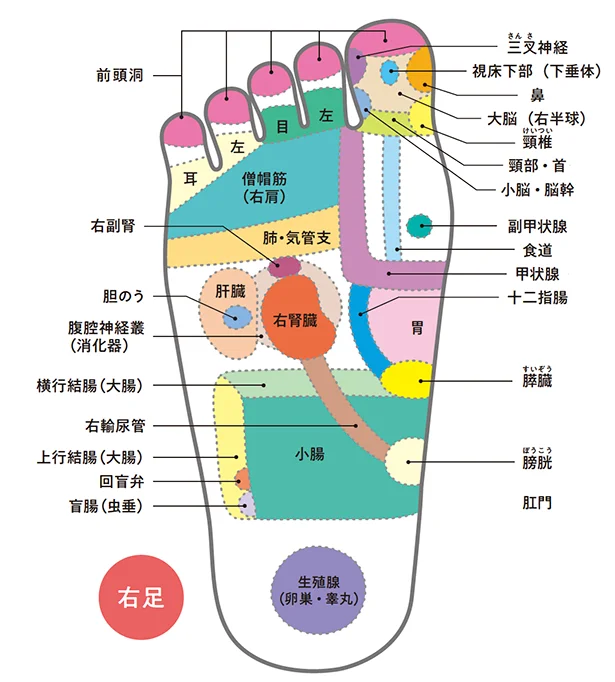 足裏が不調を教えてくれる！足裏ゾーンMAP（右足）