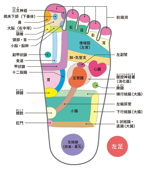 足裏が不調を教えてくれる！足裏ゾーンMAP（左足）