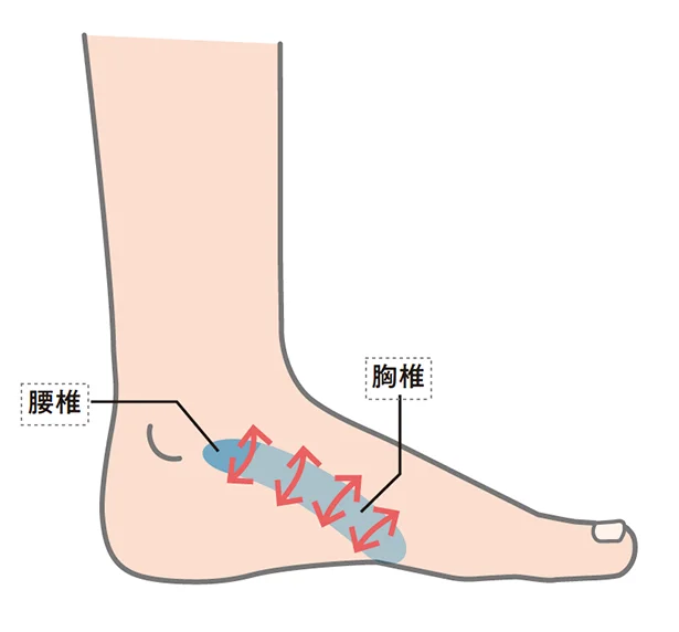  腰痛▷腰椎、胸椎のゾーンを「親指」でさする