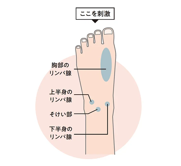 足の甲にある「リンパ腺」や「そけい部」を刺激して余分な水分の排出を促して。