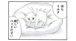 子猫に新しいベッドを購入！ 気に入ってくれると思いきや、まさかの行動にキュン／拾い猫のモチャ2（5）