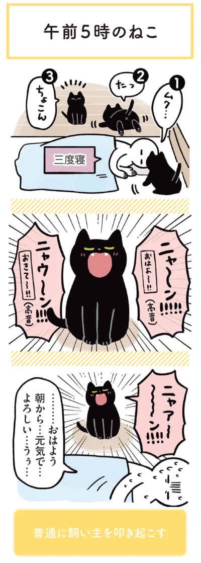 午前５時のねこ