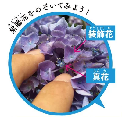 紫陽花をのぞいてみよう！