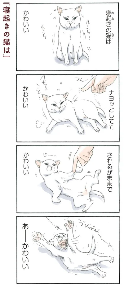 寝起きの猫は