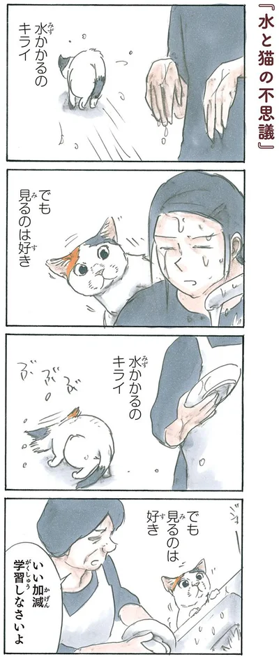 水と猫の不思議