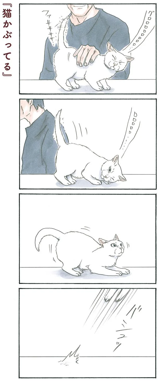 猫かぶってる