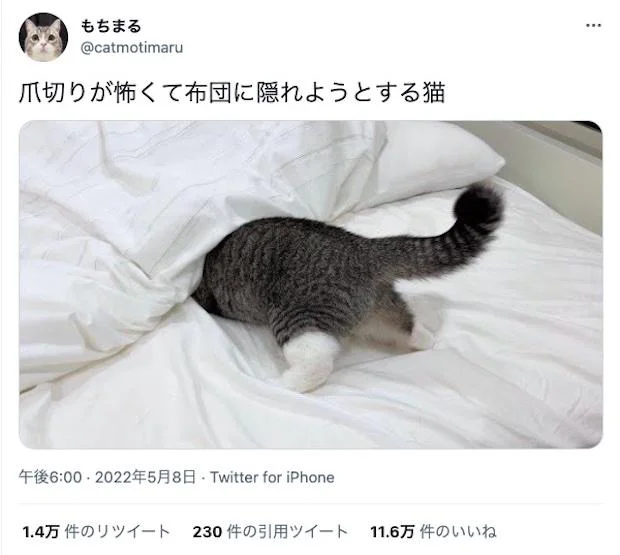 もちまるさんのツイートより