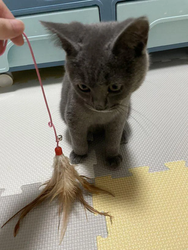 熟睡中の赤ちゃんを優しくモ～ミモミ。健気な猫マッサージはカワイイが大渋滞