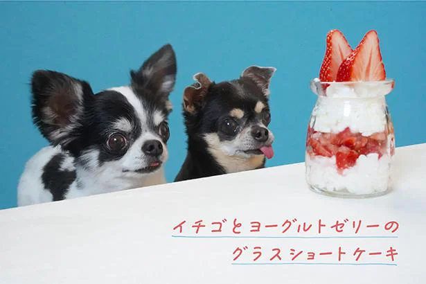 Snsのアイドル チワワのあお ものが食べる 犬ごはん先生の グラスショートケーキ レシピ レタスクラブ