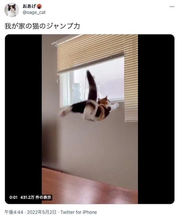 安心してください 無事です かわいすぎる猫ジャンプがハートに直撃 レタスクラブ