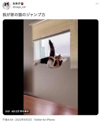 “安心してください！無事です！”かわいすぎる猫ジャンプがハートに直撃
