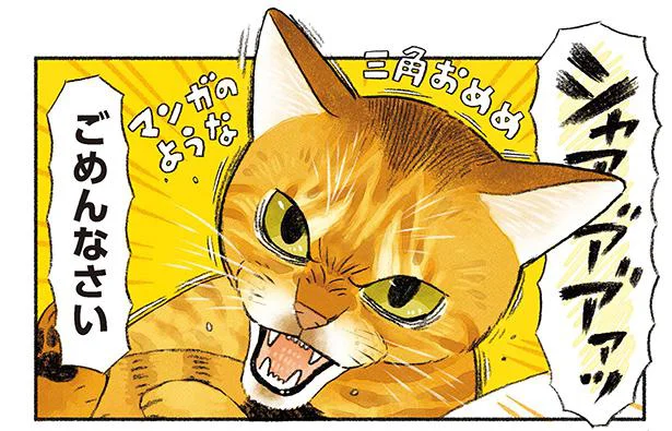 マンガのような三角おめめの猫ちゃん