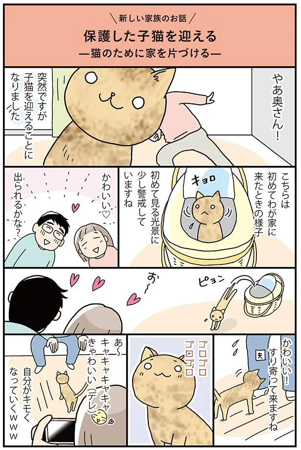 保護した子猫を迎える