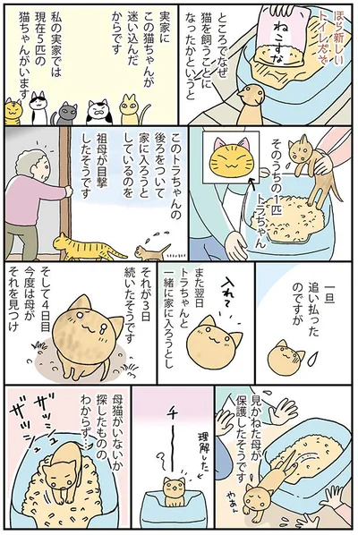 母猫がいないか探したものの