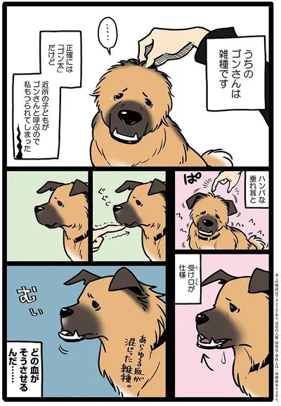 タユムさんのコミックエッセイ『雑種犬ゴンさんがダサかわいい』はレタスクラブに掲載中！（画像3/23）
