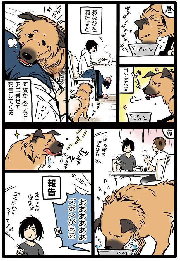 タユムさんのコミックエッセイ『雑種犬ゴンさんがダサかわいい』はレタスクラブに掲載中！（画像6/23）