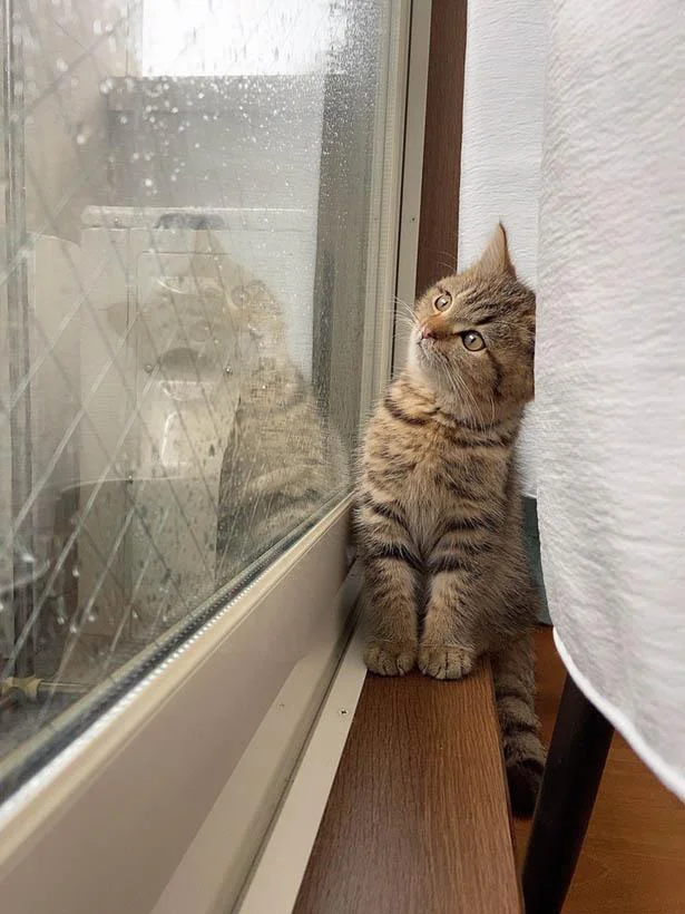 SNSで大人気の猫にキュン！ パヤパヤした毛のマンチカンに癒される人急増中
