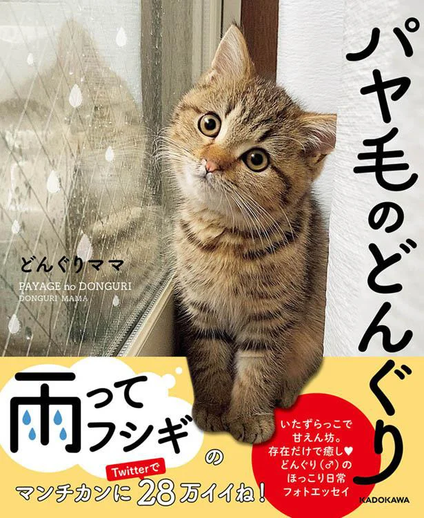 甘えん坊で元気いっぱい！　大好きなママがいてくれるといつもご機嫌などんぐりの初書籍『パヤ毛のどんぐり』