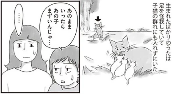 足を怪我していて子猫の群れにも入れずにいた